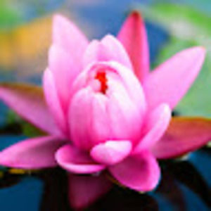 Meet your Posher, Laaia